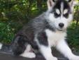 Price: $700
Adorable black/white male with brown eyes. He comes with a written health & genetic guarantee, 1st shots, AKC Limited Registration & Frontline Plus for flea & tick prevention. We have over 20 years experience with Siberian Huskies.
Source: