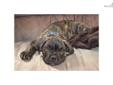 Price: $1000
This advertiser is not a subscribing member and asks that you upgrade to view the complete puppy profile for this Cane Corso Mastiff, and to view contact information for the advertiser. Upgrade today to receive unlimited access to