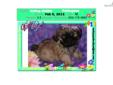 Price: $950
Gorgeous male Pekingese VaPup 04599 is a male. He is 2 lbs & Mom is 8 lbs & Dad is 9 lbs Any questions please call or email us. Visit us online at to see more cute puppies http://vanitypups.com Also click onto this link to see more cute pups