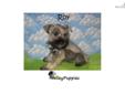 Price: $499
Gorgeous Mini Schnauzer puppy!! Shipping Available! Health Guarantee - Health Record - Shots - Dewormings http://www.valleypuppies.com/ms.html call or text Jessica (956)457-8150
Source: