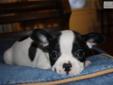 Price: $1800
This advertiser is not a subscribing member and asks that you upgrade to view the complete puppy profile for this French Bulldog, and to view contact information for the advertiser. Upgrade today to receive unlimited access to