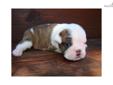 Price: $1700
Meet Chloe, a beautiful little red brindle and white girl out of our breathtaking "Clella" and Kurt. Kurt, as you know, has a champion Mother AND Father! Look at how gorgeous she is at 2.5 weeks old! She is certainly a little diva! Chloe and
