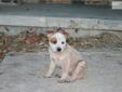 Price: $400
This advertiser is not a subscribing member and asks that you upgrade to view the complete puppy profile for this Australian Cattle Dog/Blue Heeler, and to view contact information for the advertiser. Upgrade today to receive unlimited access
