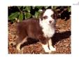 Price: $895
This advertiser is not a subscribing member and asks that you upgrade to view the complete puppy profile for this Australian Shepherd, and to view contact information for the advertiser. Upgrade today to receive unlimited access to
