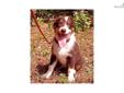 Price: $0
This advertiser is not a subscribing member and asks that you upgrade to view the complete puppy profile for this Australian Shepherd, and to view contact information for the advertiser. Upgrade today to receive unlimited access to