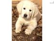 Price: $2000
Female Gorgeous White and Cream Golden Retriever Puppy for sale. Golden Ridge Farm is a small, serious hobby breeder dedicated to the Golden Retriever breed. We have been breeding Golden Retrievers for over 15 years. We comply with the