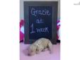 Price: $1000
This advertiser is not a subscribing member and asks that you upgrade to view the complete puppy profile for this Poodle, Standard, and to view contact information for the advertiser. Upgrade today to receive unlimited access to