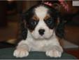 Price: $1000
Grady is a very handsome Cavalier. He is such a fun, loving and playful Cavalier.He has that perfect Cavalier personality. He will love you and your family. He has beautiful rich black markings with the correct chestnut coloring. His parents