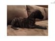 Price: $700
This advertiser is not a subscribing member and asks that you upgrade to view the complete puppy profile for this Great Dane, and to view contact information for the advertiser. Upgrade today to receive unlimited access to NextDayPets.com.