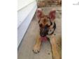 Price: $850
This advertiser is not a subscribing member and asks that you upgrade to view the complete puppy profile for this German Shepherd, and to view contact information for the advertiser. Upgrade today to receive unlimited access to
