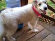 Layla is a beautiful pyrenees mixed puppy, who is around 13 weeks old. Layla is going to be a BIG girl, well over 90 pounds. She came to a shelter with horrible lacerations on her throat from another dog attacking her that have since been treated. She is