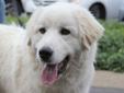 Great Pyrenees 73 pounds more info to follow Please visit our website at http://www.petfinder.com/petdetail/22747230