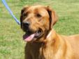 Daisy Mae is a 1 1/2 yr. (as of Spring 2012) Lab Retriever/Great Dane Mix. She is a very sweet girl!! Very laid back to be so young. She is spayed and current on all shots. She walks well on a leash, however; if she gets spooked or scared of something she