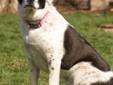 Want a super big border collie with a sweet personality? Look no further. Betsy is part great pyreness and border collie! she loves everybody, she is good with other friendly dogs, good with kids and is housetrained! Not good with cats, chases them. Meet