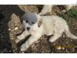 Price: $300
This advertiser is not a subscribing member and asks that you upgrade to view the complete puppy profile for this Great Pyrenees, and to view contact information for the advertiser. Upgrade today to receive unlimited access to NextDayPets.com.