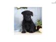 Price: $400
Adorable Scottypoo (Scottish Terrier / Miniature Poodle) Up-to-date on vaccinations and ready to go. Shipping is available. Please call us for more details if you are interested... 570-966-2990 (calls only - no emails)
Source: