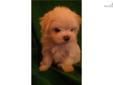 Price: $800
This advertiser is not a subscribing member and asks that you upgrade to view the complete puppy profile for this Maltese, and to view contact information for the advertiser. Upgrade today to receive unlimited access to NextDayPets.com. Your