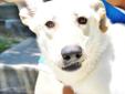 Well hello there Kind Person. My name is Scarlet. I am a greyhound shepherd mix. They tell me that my body is shaped like a greyhound including the long curly tail, just a little bigger! I have a thick blond coat that is quite becoming on me! At two years