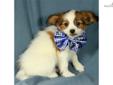Price: $275
This little one is ACA registered. Shipping charges are $250 with American Airlines. For more information, please visit our website at www.dogwoodacrepuppies.com, call 918 781 2503, or email . God made a variety of wonderful animals for us to