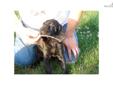 Price: $500
This advertiser is not a subscribing member and asks that you upgrade to view the complete puppy profile for this German Shorthaired Pointer, and to view contact information for the advertiser. Upgrade today to receive unlimited access to