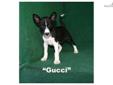 Price: $1200
Gucci is an awesome AKC registered basenji pup - very sweet and extrememly adorable,Â Black and WhiteÂ femaleÂ puppy. Our basenjis are exceptional quality and are health guaranteed. Vet inspections are completed on all pups and a copy provided