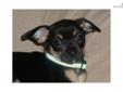 Price: $900
My chihuahua's are NOT HYPER! They are relaxed and totally sociable to people and really good with children. I have over 35 years of dog breeding and training...and over 35 years of veterinarian tech experience. This makes it possible for me