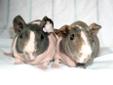 Although they could pass for miniature hippos, Pippa and Posy are a quirky pair of hairless guinea pigs, also called "skinny pigs." Although they are very small, they are estimated to be one year old. They were extremely frightened and skittish when they