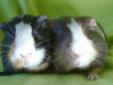 Boston and Orlando are a pair of young neutered male guinea pig brothers. They were born in foster care on 11/5/11 and are approximately four months old. Orlando is a chocolate brown, tan and white boy with a beautiful, silky medium-length coat with