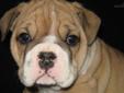 Price: $1800
RARE BLUE-FAWN AKC English Bulldog male puppy with white markings. Full AKC registration, 1-year health guarantee, Health certified by our veterinarian before leaving, current vaccinations and dewormings and a microchip included. Shipping