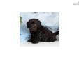 Price: $400
Adorable Scottypoo (Scottish Terrier / Miniature Poodle) Up-to-date on vaccinations and ready to go. Shipping is available. Please call us for more details if you are interested... 570-966-2990 (calls only - no emails)
Source: