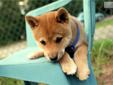 Price: $1000
This advertiser is not a subscribing member and asks that you upgrade to view the complete puppy profile for this Shiba Inu, and to view contact information for the advertiser. Upgrade today to receive unlimited access to NextDayPets.com.