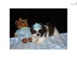 Price: $800
This advertiser is not a subscribing member and asks that you upgrade to view the complete puppy profile for this Shih Tzu, and to view contact information for the advertiser. Upgrade today to receive unlimited access to NextDayPets.com. Your