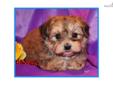 Price: $1695
The Morkie is half Maltese and half Yorkshire Terrier. Designer breeds have become increasingly popular because many undesirable traits of both parent breeds are eliminated while the more desirable traits are maintained. This is the case with