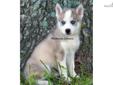 Price: $650
Meet Tanner!! He is a handsome Gray/white boy. Both parents have wonderful temperaments and are eye cerf clear. Tanner comes with health record, current on all puppy shots, dewormings, vet checked and spoiled rotten. A $200.00 non-refundable