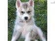Price: $650
Meet Ashton!! he is a handsome Gray/white male,Both parents have wonderful temperaments and are an excellent representation of the breed. Sire & Dam are OFA Excellent & CERF Clear. Ashton comes with health record, current on all puppy shots,