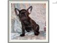 Price: $1400
Handsome little Male French Bulldog Puppy. Dexter is black brindle and he was born on 05-27-2013. Mom and dad are both dark brindle. His ears are almost standing. Dexter is CKC registered and is utd on shots and wormings. He will have Florida