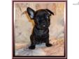Price: $850
Handsome Little Male Frenchton Puppy. (3/4 french bulldog, 1/4 boston terrier) Antoine was born on 06-15-2013. He is a good, loving puppy. He is very sweet and looks just like a french bulldog puppy. Antoine is dark brindle, and his ears