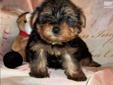 Price: $550
This advertiser is not a subscribing member and asks that you upgrade to view the complete puppy profile for this Yorkshire Terrier - Yorkie, and to view contact information for the advertiser. Upgrade today to receive unlimited access to