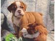 Price: $1400
Handsome Male English Bulldog Puppy. Buck was hand raised, and he is a sweet and playful pup. Buck is a Red and White bullie puppy. He has a very flat bully face. He has nice ropes and is loaded with wrinkles. Buck was born on 06/02/2013. He