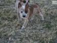 Price: $350
This advertiser is not a subscribing member and asks that you upgrade to view the complete puppy profile for this Australian Cattle Dog/Blue Heeler, and to view contact information for the advertiser. Upgrade today to receive unlimited access