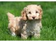 Price: $650
This lively Cockapoo puppy is vet checked, vaccinated, wormed and health guaranteed. He is a spirited puppy who is up for any adventure! This puppy is friendly and will make a great addition to your family. His date of birth is March 6th and