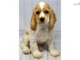 Price: $575
Cocker Spaniel, happy- go- lucky loyal, affectionate, eager to please, and easily trained. His innate vitality makes every day a celebration. These guys are just plain happy to be alive. Sure to bring much joy into your life! Current vaccines,