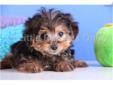 Price: $599
Hank is a super cool and sweet Yorkiepoo! He loves to lay on your lap and just chill out! He has a great personality and is super sweet!! He comes with a one year health warranty, is up to date on his shots, and has been dewormed. Hank would