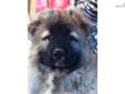 Price: $0
Experience buyer only. Est-Alfa Caucasian Ovcharka Kennel. Healthy, adorable puppies. Parents coming from established lines of show and working titled dogs, that includes Russia Champions, World Winners and National Specialty Winners. Our