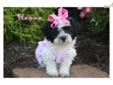 Price: $500
Beautiful maltipoo baby. Should be in the 10 pound range based on size of mom and dad. This baby has been raised with much love and care. Will be a wonderful addition to any lucky family. Sweet outgoing loving little fur babies. Maltipoos are