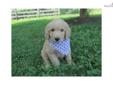 Price: $800
At http://www.angelbreezepuppies.com, This is GOLDENDOODLE COREY (M) - He is a handsome, playful, loving and spunky puppy. Corey he can't wait until his new family calls him theirs. He is everything you could ask for in a puppy. He is always