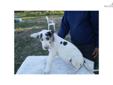 Price: $800
This is a female harlequin. Sire is a 100% euro harlequin and dam is american mantle.
Source: http://www.nextdaypets.com/directory/dogs/8efaeabc-fbd1.aspx