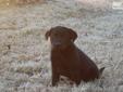 Price: $325
This advertiser is not a subscribing member and asks that you upgrade to view the complete puppy profile for this Labrador Retriever, and to view contact information for the advertiser. Upgrade today to receive unlimited access to