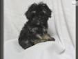 Price: $600
What an adorable little guy! He has the phantom coloring and is going to be tiny! He is charting to be 4 lbs! He is full of life and loves to cuddle. Check him out at our website at www.crowmtnpuppies.com or call me at 479 970 0373 or email me
