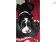 Price: $650
This advertiser is not a subscribing member and asks that you upgrade to view the complete puppy profile for this Great Dane, and to view contact information for the advertiser. Upgrade today to receive unlimited access to NextDayPets.com.